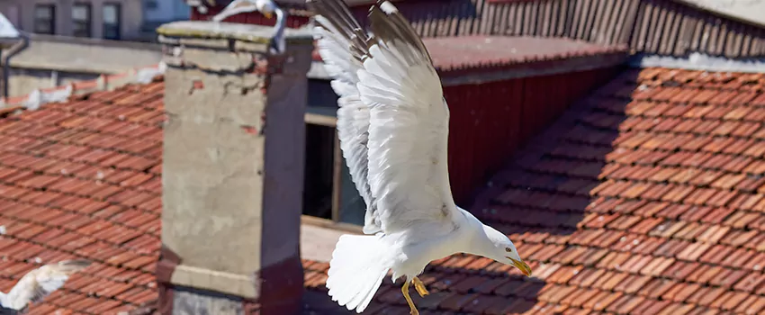 Residential Chimney Animal Removal Solution in Culver City, CA